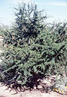 Acacia rigidula (Blackbrush Acacia) grown in a domestic setting