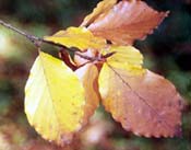 Fagus Sylvatica leaves changing color