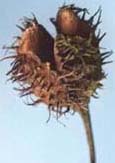 Seed capsule, open without the Beech-Nuts