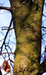 a close up of the bark of a young Beech-as the beech grows older it's bark turns silver-grey