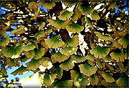 a close up of Ginkgo Biloba leaves