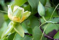 A Close Up of the Flower of the Tulip Poplar