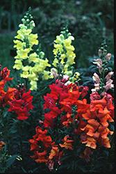 A Variety of Snapdragon Colors