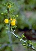 Close up of Acacia Bloom