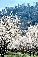 an Almond grove in bloom is stunning