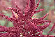 a close up of an Amaranth Seed Head