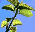 Maranta Arundinaceae