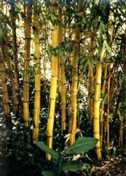 Bambusa Vulgaris thicket