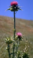 Blessed Thistle in bloom