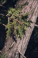 a close up of the bark of an older specimen