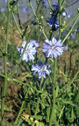 Chicory in bloom