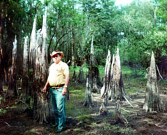My Father standing by nine foot high 'Cypress Knees' in Steinhatchee, Fla