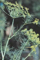 Dill in bloom