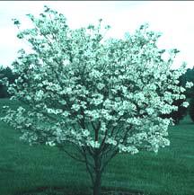 A Young Dogwood in Bloom