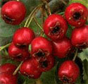 a close up of the berries