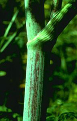 An important identification fact: a close up of the stem, notice it is smooth, purple-spotted, and hollow