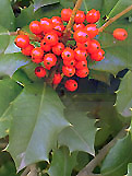 A close up of the berries and leaves