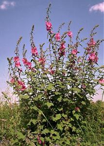 A Hollyhock can get quite large