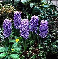 One color of Hyacinth