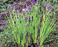 a wild Iris