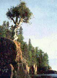 On the cliff at Hat Point, Minnesota, near the Grand Portage Ojibwe reservation, stands a 400-year-old sacred tree named Manido Giizhigance, (Little Cedar Tree Spirit)
