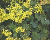 Lady's Mantle in bloom