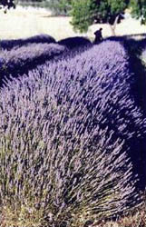 Lavendar growing on a Lavender farm