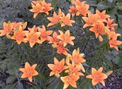 Lilium Species (Asiatic Lily)
