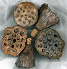 Dried Lotus Pods, side and front view