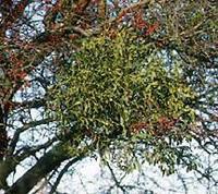 Mistletoe Infestation