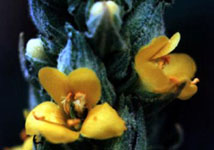 A Close Up of Individual Mullein Flowers