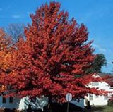 A Majestic Oak in Fall Color