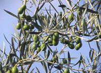 An Olive Tree with Fruits
