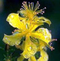 A Close Up of the Flower With Dew