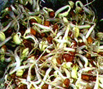 Alfalfa Sprouts are a good source of Protein and Vitamin C, and Alfalfa is a good money herb