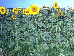 Commercial Sunflower Fields
