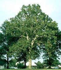A Good Example of How Large the Sycamore Can Get