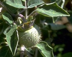 Thornapple Fruit Seed Pod