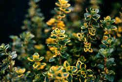 A Varigated Variety of Thyme
