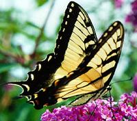 Lepidoptera: Tiger Swallowtail