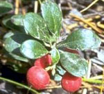 A Close Up of the Berries