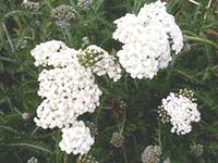 Yarrow with a 'visitor' Butterfly