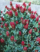 a Red Clover patch