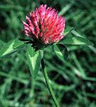 Red Clover is an excellent Money Drawing herb